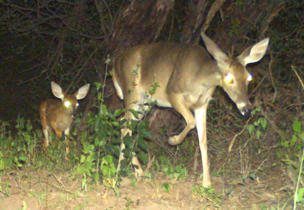 Wildlife, babies, Mexico
